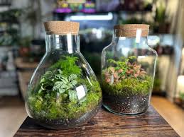 Terrarium Making